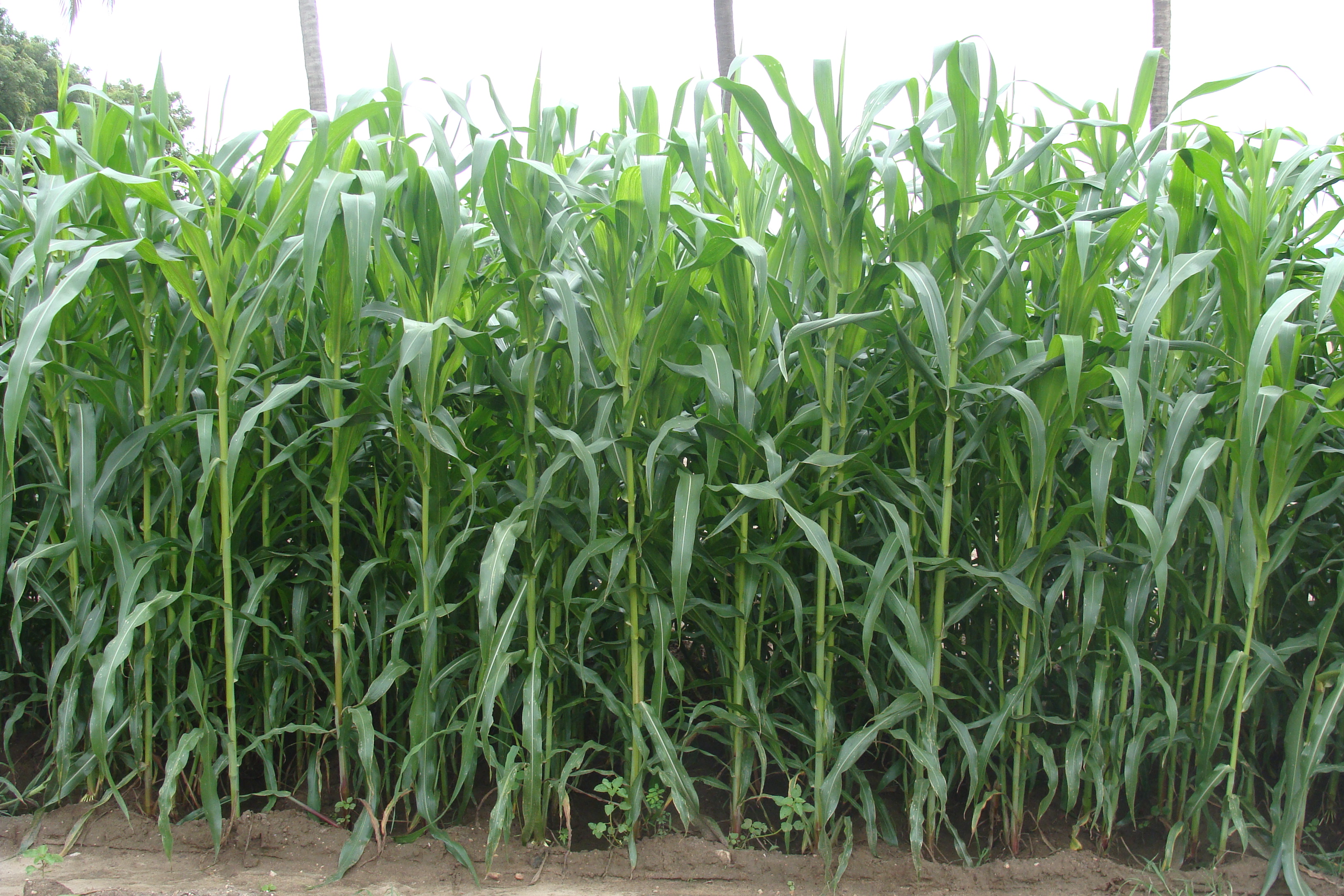 Fodder Maize